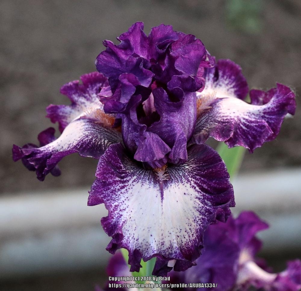 Photo of Tall Bearded Iris (Iris 'Dearest') uploaded by ARUBA1334