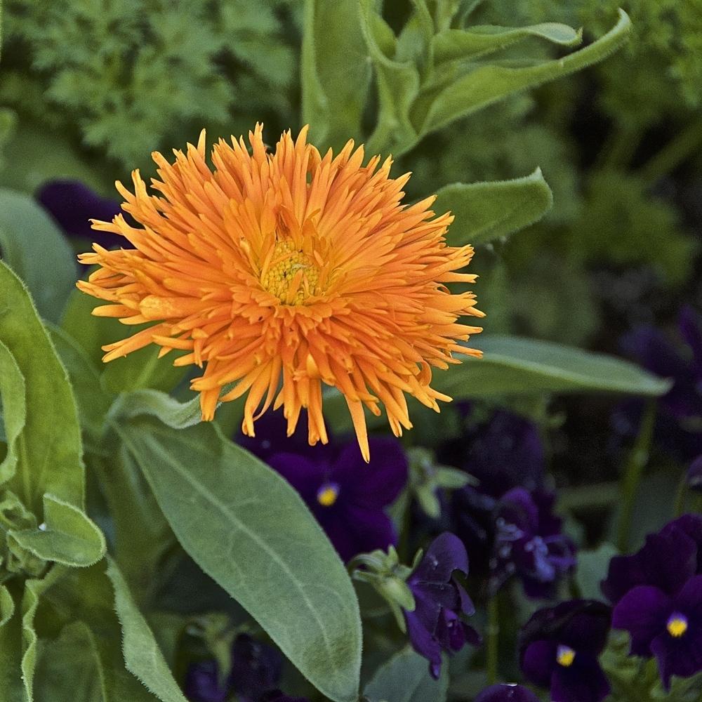 Photo of Pot Marigold (Calendula officinalis 'Orange Porcupine') uploaded by Fleur569
