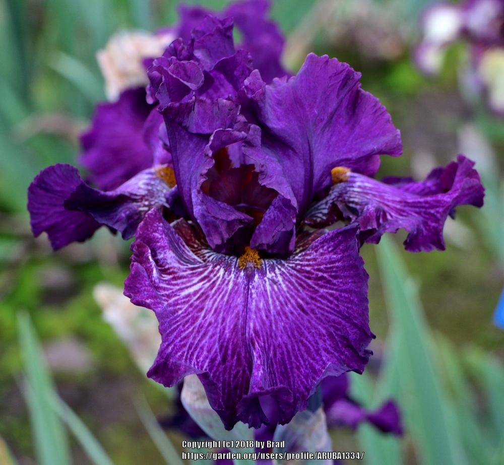 Photo of Tall Bearded Iris (Iris 'Awash in Purple') uploaded by ARUBA1334