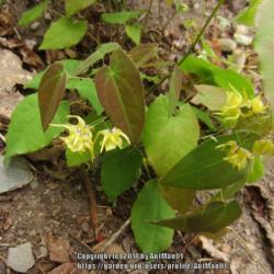 Location: Massachusetts garden
Date: May 16, 2015
a low growing creeping plant, shy blooming