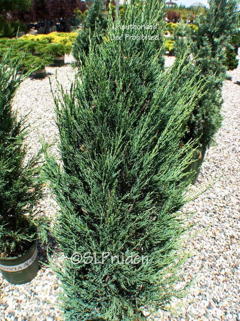 Photo of Rocky Mountain Juniper (Juniperus scopulorum 'Blue Arrow') uploaded by DaylilySLP
