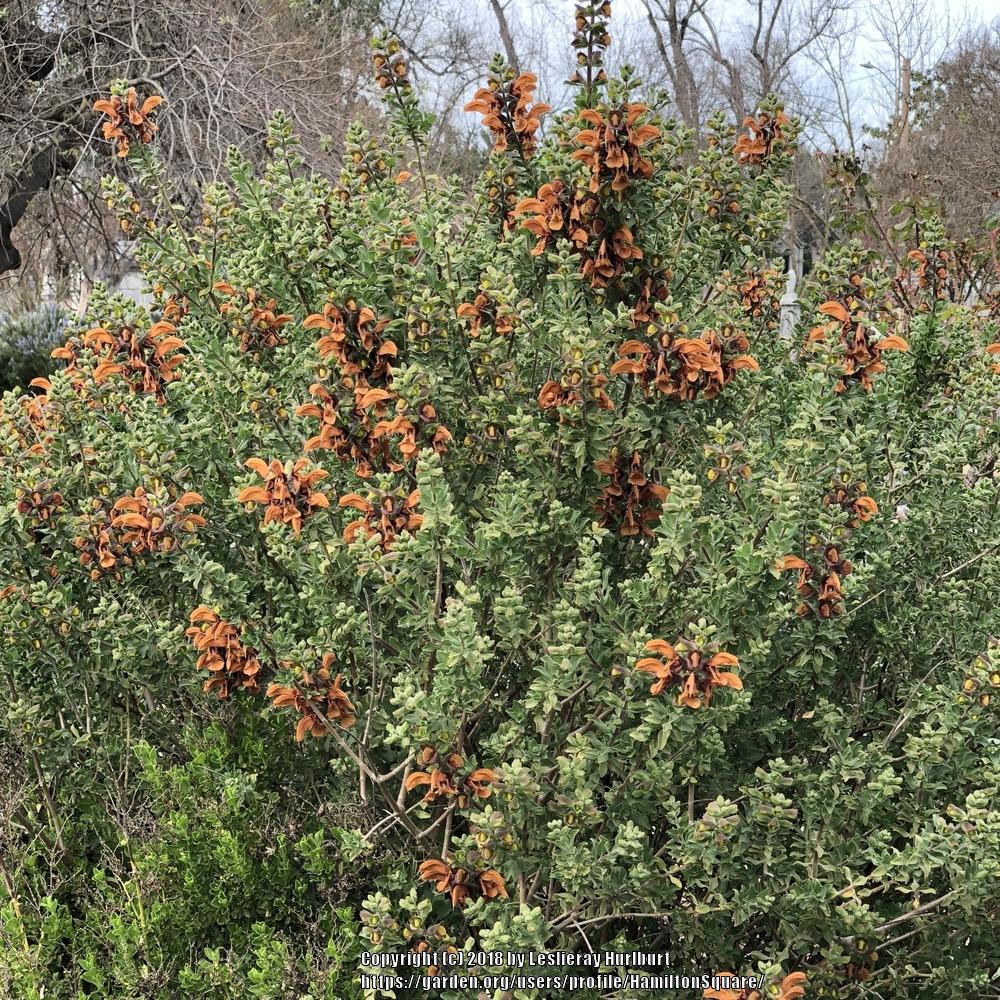 Photo of Brown Salvia (Salvia aurea) uploaded by HamiltonSquare
