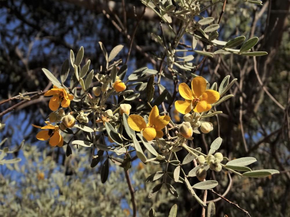 Photo of Silver Cassia (Senna artemisioides) uploaded by carolem