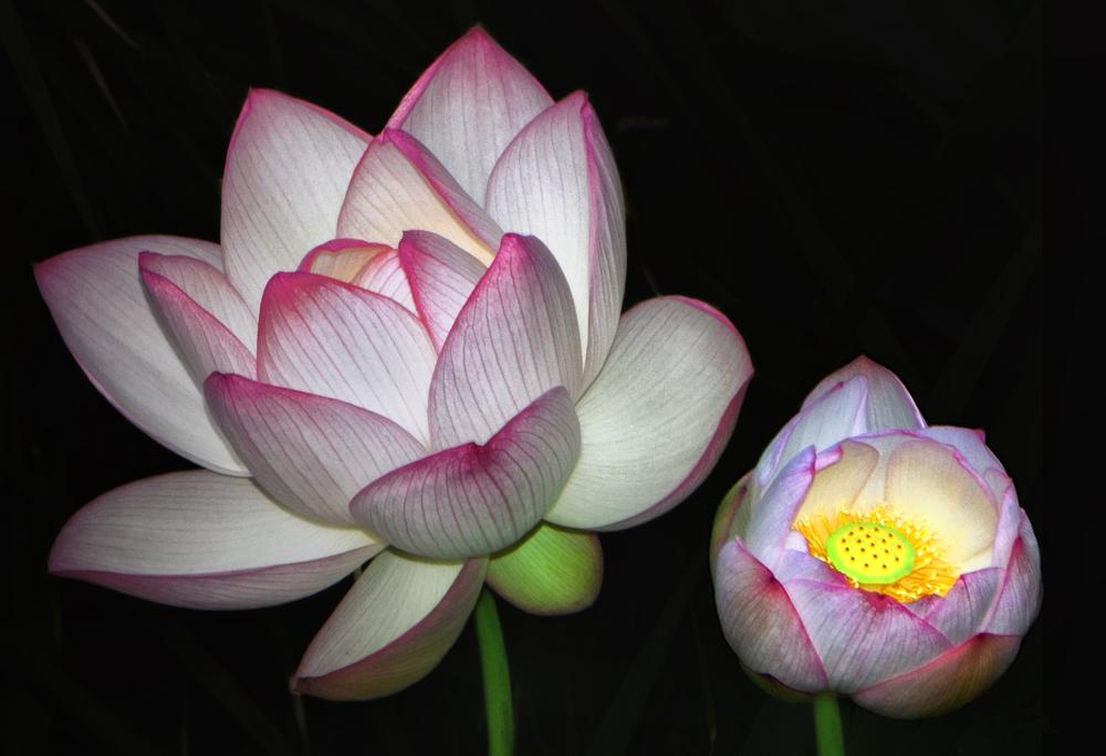 Photo of Sacred Lotus (Nelumbo nucifera) uploaded by dawiz1753