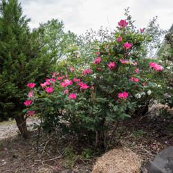 Location: Clinton, Michigan 49236
Date: 2017-06-06
"Rosa 'Radcon', 2017, PINK KNOCKOUT™ Shrub [Rose], ROE-zuh, 3x3