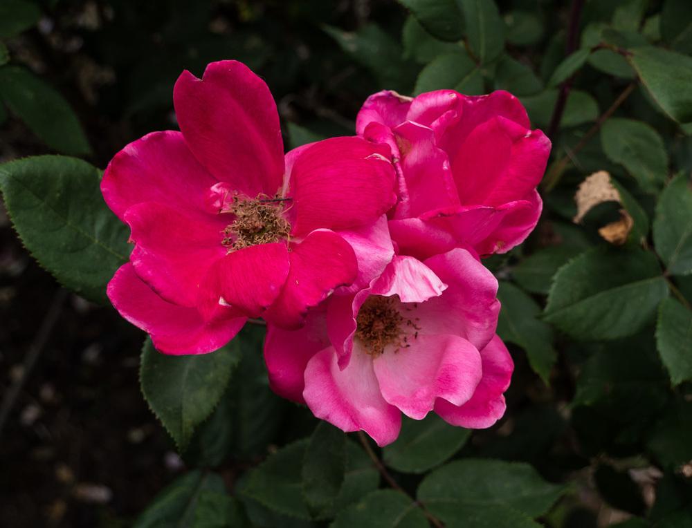 Photo of Rose (Rosa 'Pink Knock Out') uploaded by frankrichards16