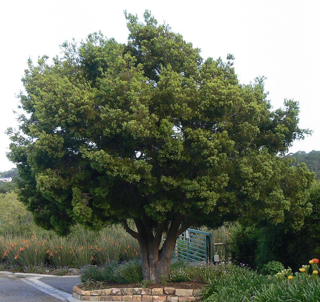 Photo of Common Yellowwood (Afrocarpus falcatus) uploaded by robertduval14