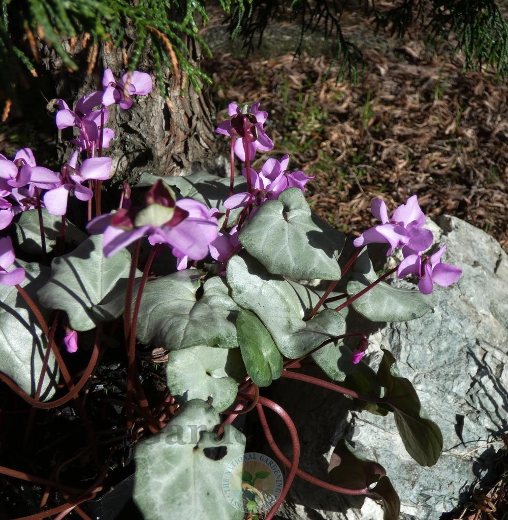 Photo of Hardy Cyclamen (Cyclamen coum) uploaded by springcolor