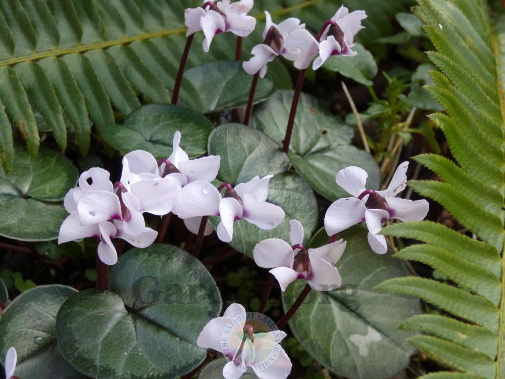 Photo of Hardy Cyclamen (Cyclamen coum) uploaded by springcolor