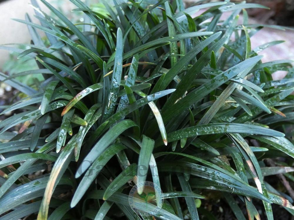 Photo of Dwarf Mondo Grass (Ophiopogon japonicus 'Nanus') uploaded by springcolor