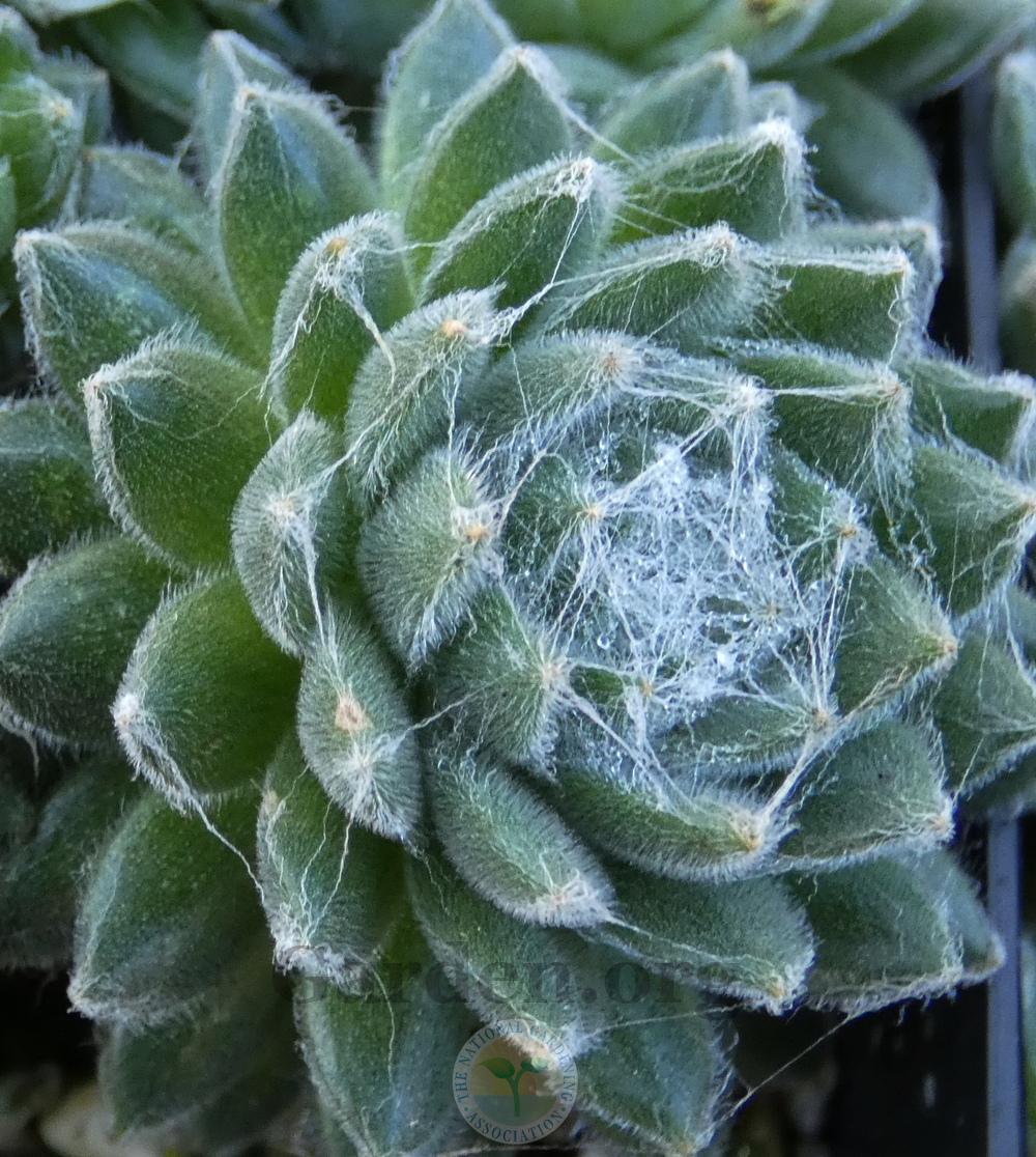 Photo of Hen and Chicks (Sempervivum 'Yukon Snow') uploaded by springcolor