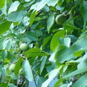 Green husks surround the walnut.