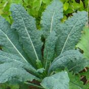 Lovely long Kale leaves.