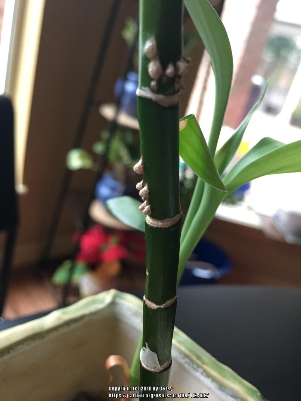 Photo of Lucky Bamboo (Dracaena sanderiana) uploaded by piksihk