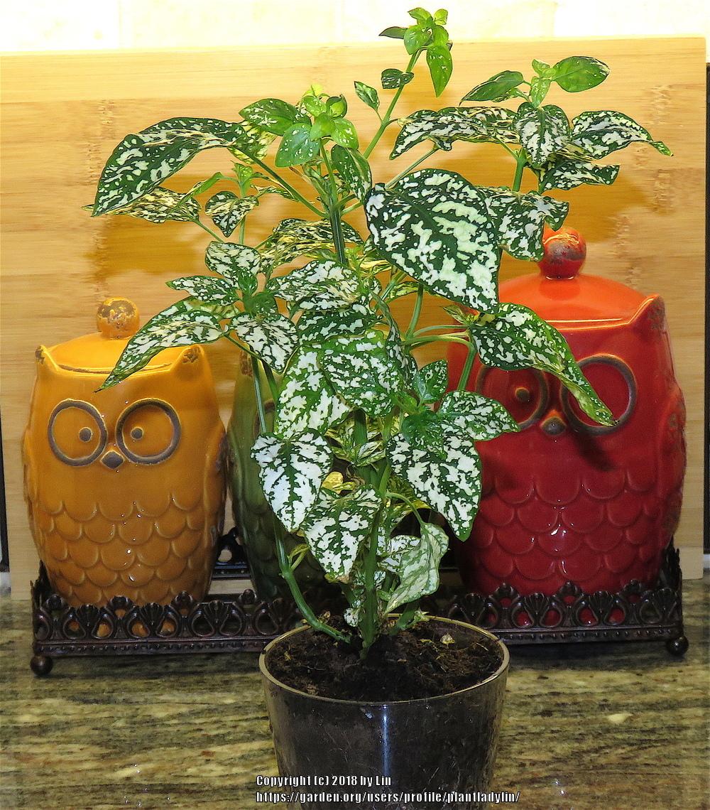 Photo of Polka-Dot Plant (Hypoestes phyllostachya Splash Select™ White) uploaded by plantladylin