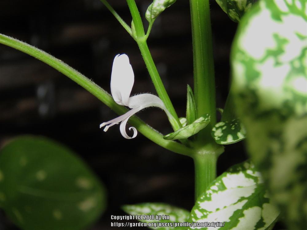 Photo of Polka-Dot Plant (Hypoestes phyllostachya Splash Select™ White) uploaded by plantladylin