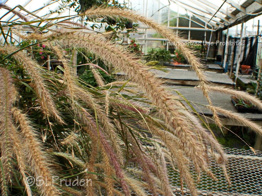 Photo of Dwarf Purple Fountain Grass (Cenchrus setaceus Graceful Grasses® Red Riding Hood) uploaded by DaylilySLP