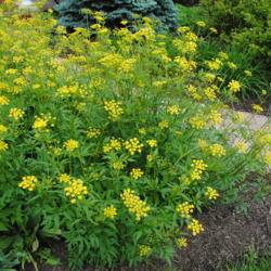 Location: near West Chester, Pennsylvania
Date: 2014-05-22
yellow flowers and foliage