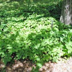 Location: Morton Arboretum in Lisle, Illinois
Date: 2016-07-18
a patch planted in the Midwest Collection