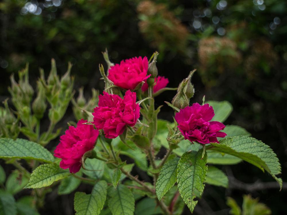 Photo of Rose (Rosa 'F.J. Grootendorst') uploaded by frankrichards16