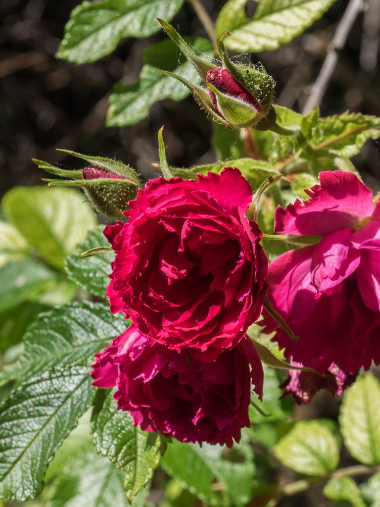 Photo of Rose (Rosa 'F.J. Grootendorst') uploaded by frankrichards16