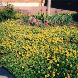 Location: Glen Ellyn, Illinois
Date: late April in 1980's
a patch in bloom in a church landscape