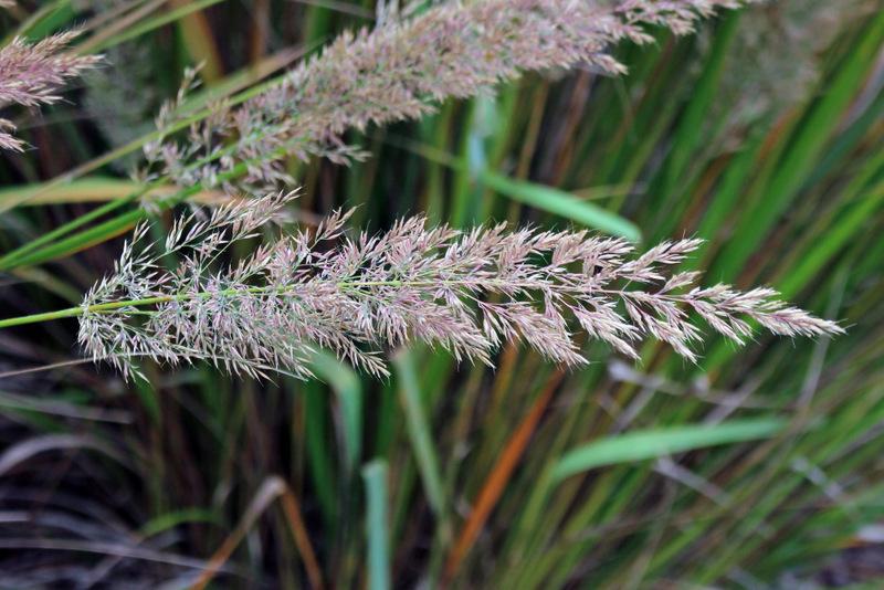 Photo of Korean Feather Reed Grass (Calamagrostis arundinacea) uploaded by RuuddeBlock