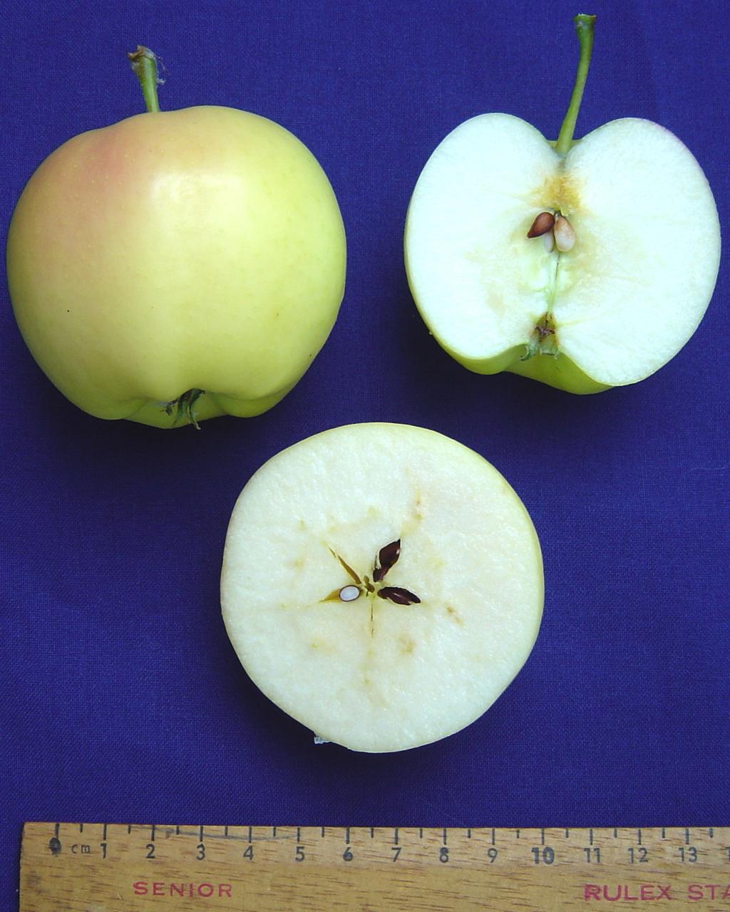 Photo of Apple (Malus domestica 'Pristine') uploaded by robertduval14