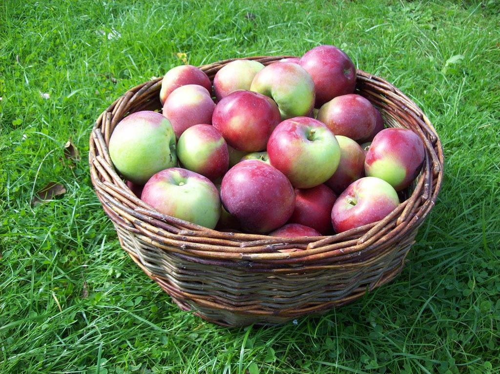 Photo of Apple (Malus domestica 'Birgit Bonnier') uploaded by robertduval14