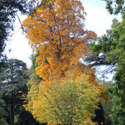Location: Royal Botanic Gardens, Kew
Date: 2017-10-09