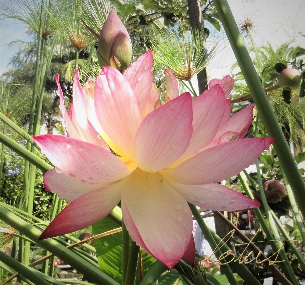 Photo of Lotuses (Nelumbo) uploaded by carolem