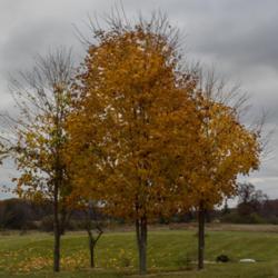 Location: Clinton, Michigan 49236
Date: 2015-10-29
"Acer saccharum, 2015, Sugar Maple, suh-KAIR-um, 60x40 ft Tree, Z