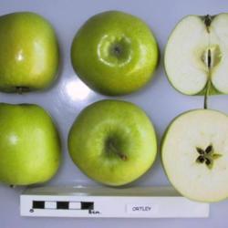 
photo credit: National Fruit Collection, Brogdale.