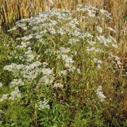 Location: Downingtown, Pennsylvania
Date: 2012-09-21
wild plant in bloom in ditch