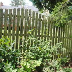 Location: West Chester, Pennsylvania
Date: 2014-07-28
one plant in landscape at fence