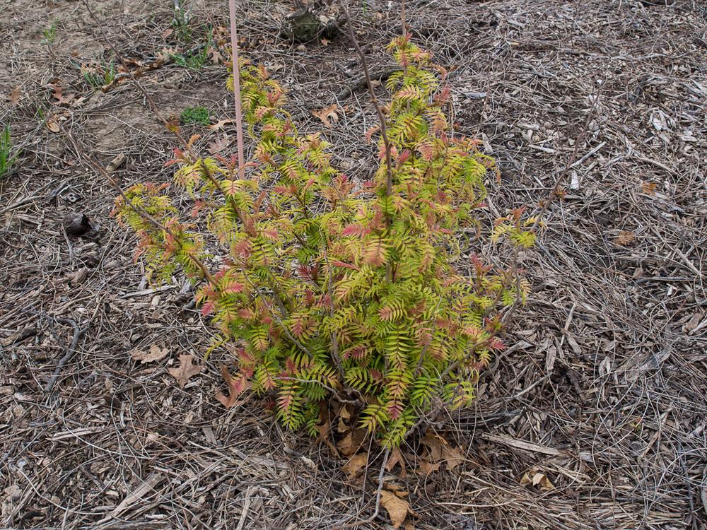 Photo of Ural False Spirea (Sorbaria sorbifolia 'Sem') uploaded by frankrichards16