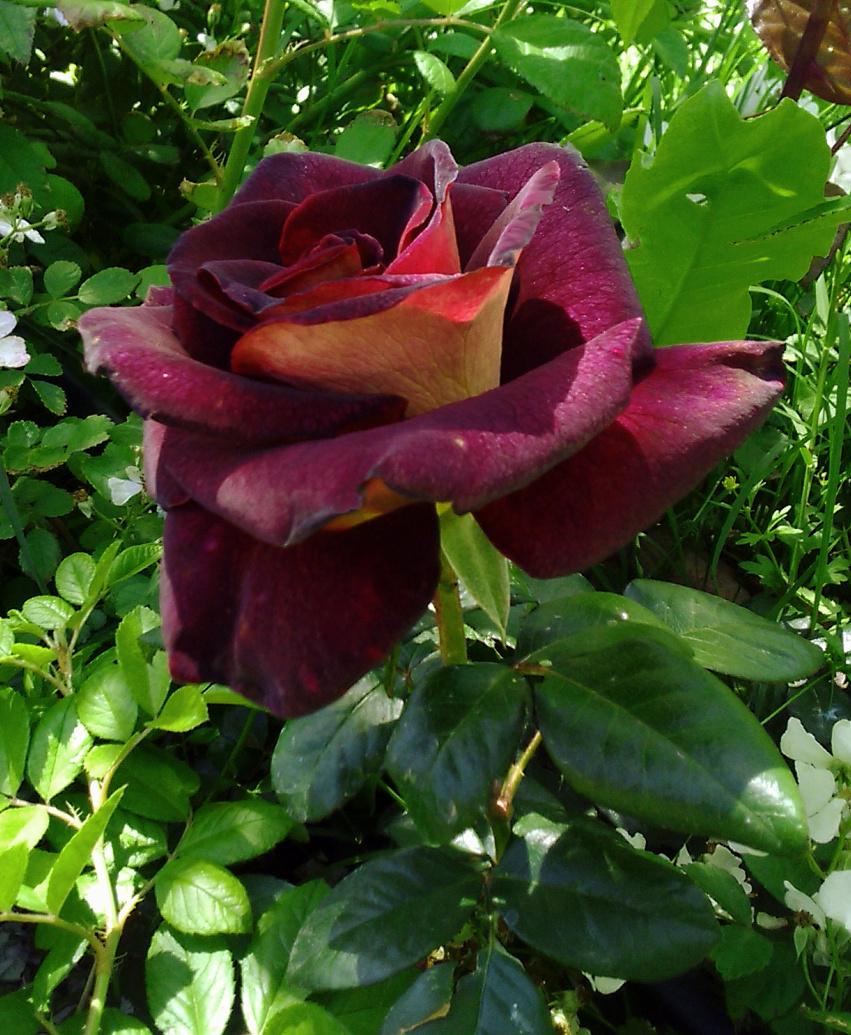 Photo of Rose (Rosa 'Garden Director Bartje Miller') uploaded by manueldalmeida