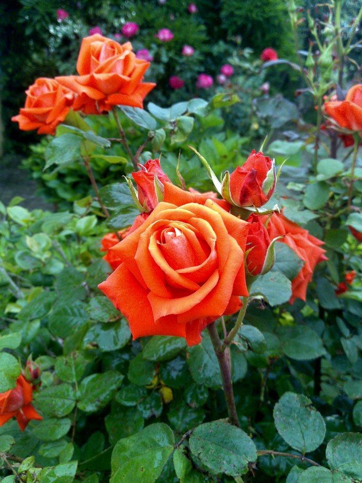 Photo of Rose (Rosa 'Tropicana') uploaded by manueldalmeida