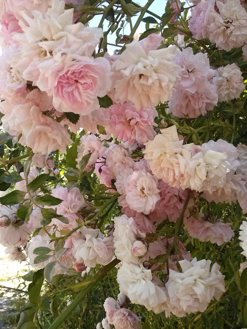 Photo of Rambling Rose (Rosa 'Dorothy Perkins') uploaded by manueldalmeida