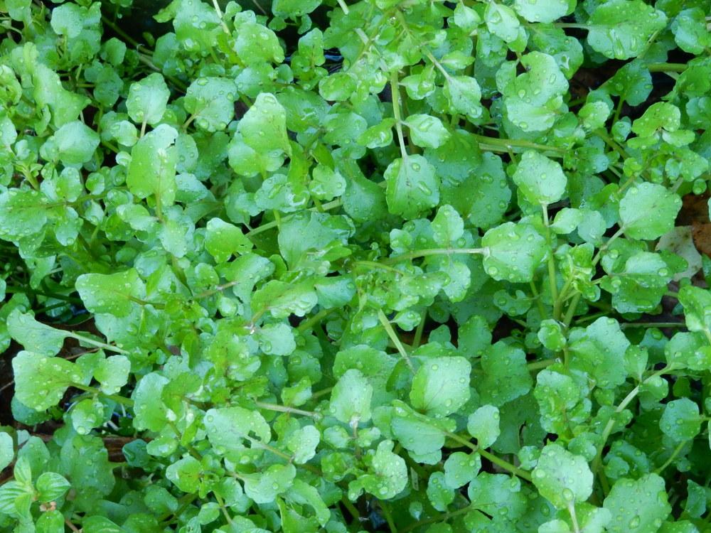 Photo of Watercress (Nasturtium officinale) uploaded by tofitropic