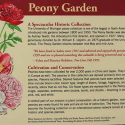 Location: 6-2011 *Heirloom Peony Garden, Nichols Arboretum, Ann Arbor, MI
Date: 2011-06-06