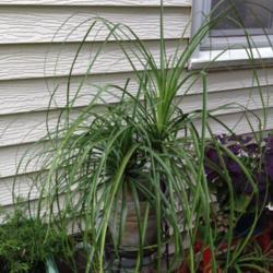 Location: In my garden, Falls Church, VA
Date: 2017-06-05
This pot contains 3 plants