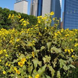 Location: the Lurie Garden in Chicago, Illinois
Date: 2010-08-16
a mass of plants in bloom
