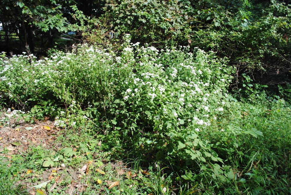 Photo of White Snakeroot (Ageratina altissima) uploaded by ILPARW