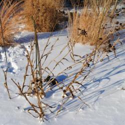 Location: Downingtown, Pennsylvania
Date: 2010-12-27
a plant in front in winter