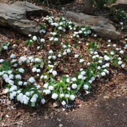 Location: Jenkins Arboretum in Berwyn, Pennsylvania
Date: 2017-04-16
a patch in bloom