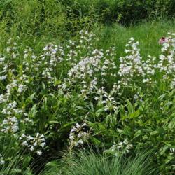 Location: Morton Arboretum in Lisle, Illinois
Date: 2015-06-19
group with other prairie plants