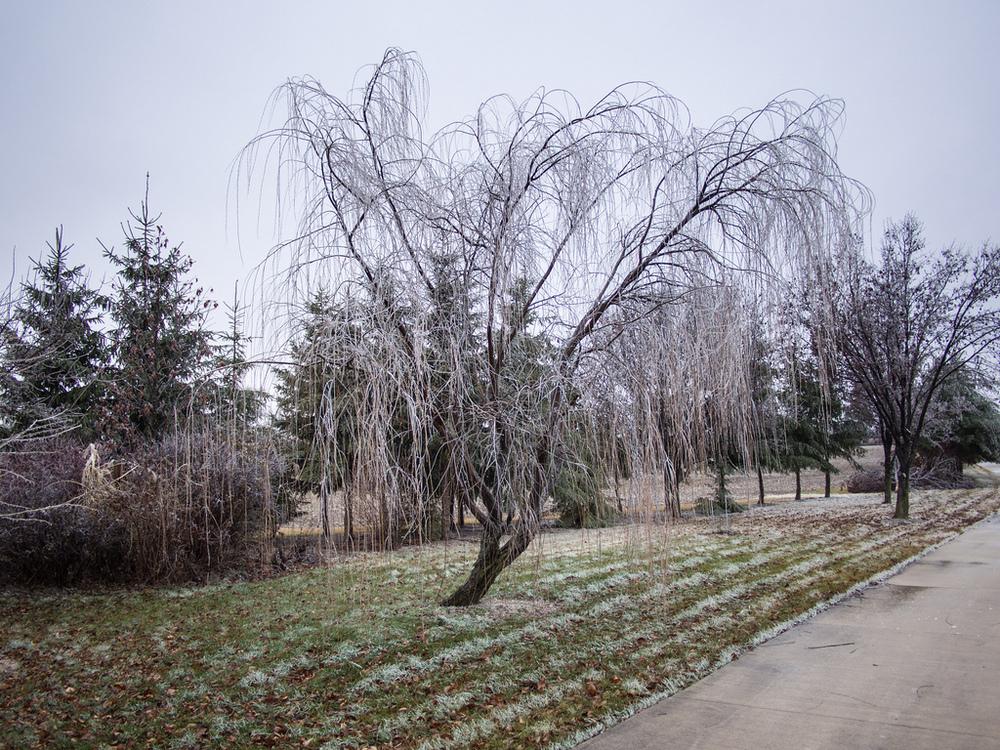 Photo of Weeping Willow (Salix babylonica) uploaded by frankrichards16