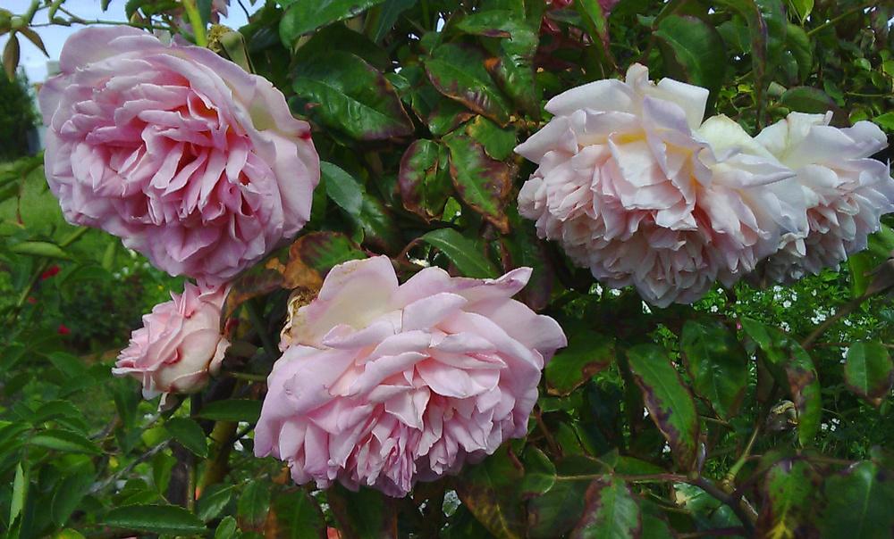 Photo of Rose (Rosa 'Blairii No. 2') uploaded by manueldalmeida