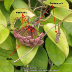 Location: Daytona Beach, Florida
Date: 2013-03-19
Close up of buds and also showing Peduncles (bloom spur where flo
